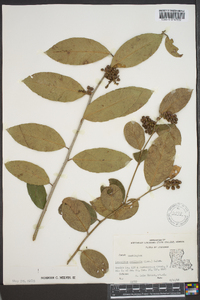 Leucothoe axillaris image