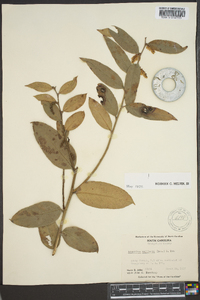 Leucothoe axillaris image