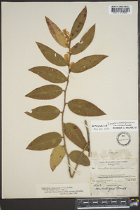 Leucothoe axillaris image