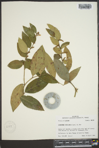 Leucothoe axillaris image