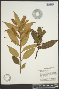 Leucothoe axillaris image