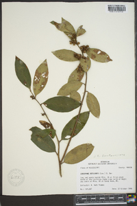 Leucothoe axillaris image