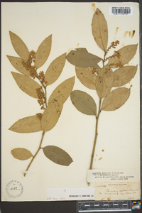 Leucothoe axillaris image