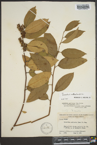 Leucothoe axillaris image