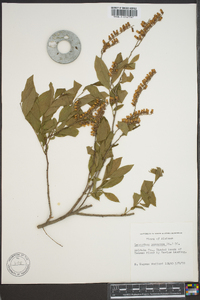 Leucothoe racemosa image