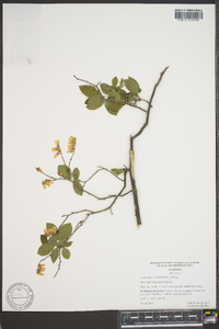 Leucothoe racemosa image