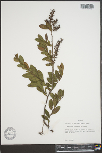 Leucothoe racemosa image