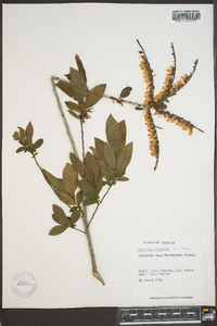 Leucothoe racemosa image