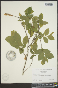 Leucothoe racemosa image