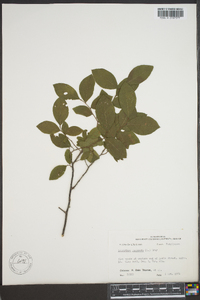 Leucothoe racemosa image