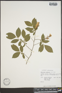 Leucothoe racemosa image