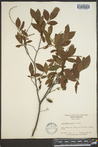 Leucothoe racemosa image