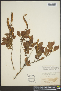 Leucothoe racemosa image