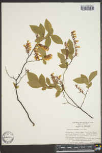 Leucothoe racemosa image