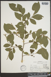 Leucothoe racemosa image