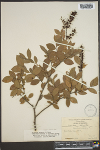 Leucothoe racemosa image