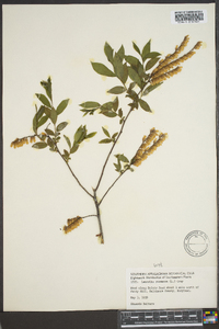 Leucothoe racemosa image