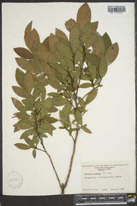 Leucothoe racemosa image