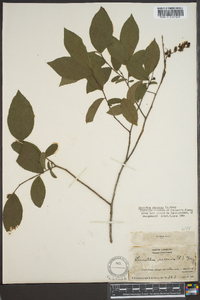 Leucothoe racemosa image