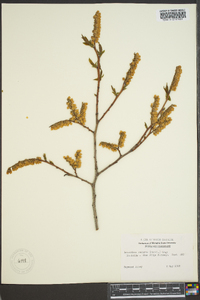 Leucothoe recurva image