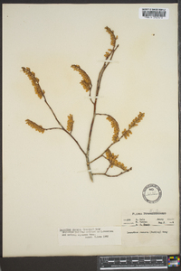 Leucothoe recurva image