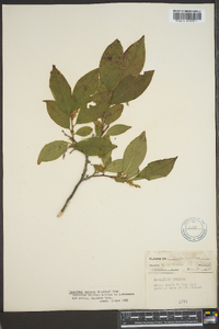 Leucothoe recurva image