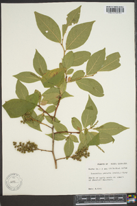 Leucothoe recurva image