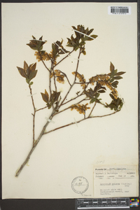 Leucothoe recurva image