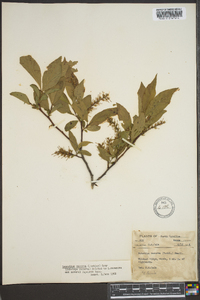 Leucothoe recurva image