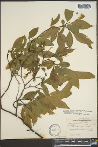 Leucothoe recurva image