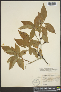 Leucothoe recurva image