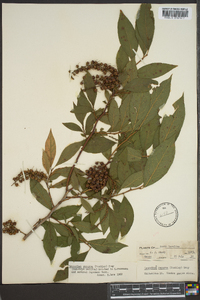 Leucothoe recurva image