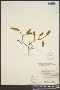 Leucothoe recurva image