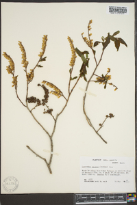 Leucothoe recurva image