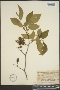 Leucothoe recurva image