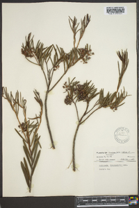 Andromeda polifolia var. latifolia image