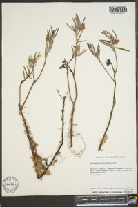 Andromeda polifolia var. latifolia image