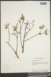 Andromeda polifolia image