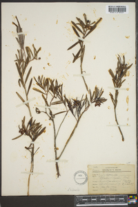 Andromeda polifolia image