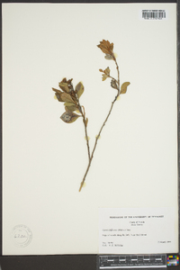 Lyonia fruticosa image