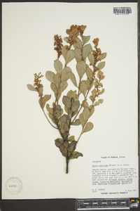 Lyonia fruticosa image