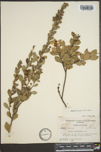 Lyonia fruticosa image