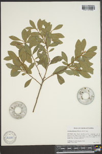 Lyonia fruticosa image