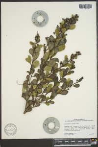 Lyonia fruticosa image