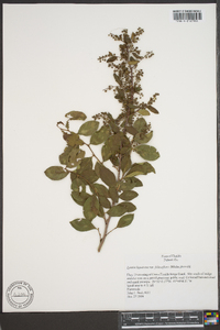 Lyonia ligustrina var. foliosiflora image