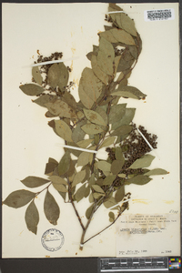 Lyonia ligustrina var. salicifolia image