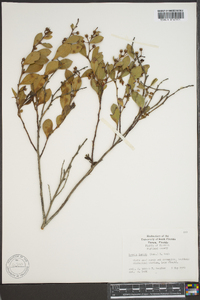 Lyonia lucida image