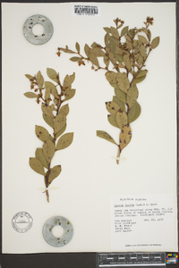 Lyonia lucida image