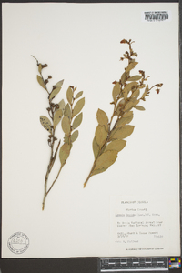 Lyonia lucida image