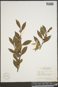 Lyonia lucida image